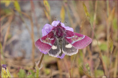 Schinia pulchripennis