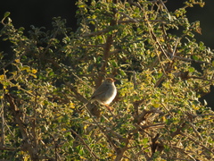 Cisticola fulvicapilla lebombo