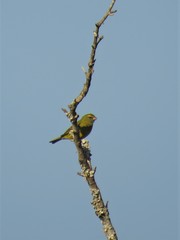 Crithagra scotops scotops