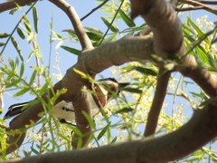 Batis molitor molitor