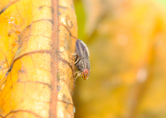 Cephaloconus cyprinus