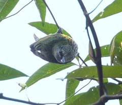 Ixothraupis punctata