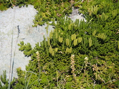 Diphasiastrum alpinum