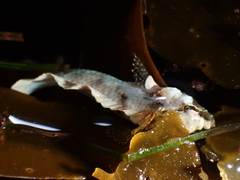 Paraclinus integripinnis