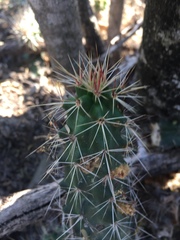 Echinocereus berlandieri