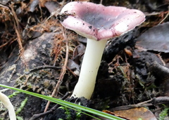 Russula roseopileata