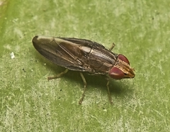 Cephaloconus cyprinus