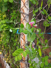 Pisum sativum sativum