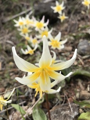 Erythronium helenae