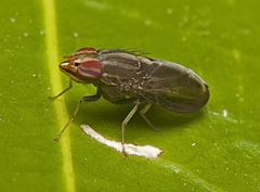 Cephaloconus cyprinus
