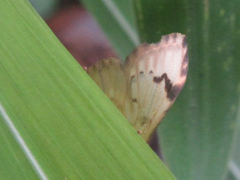Neoanalthes contortalis