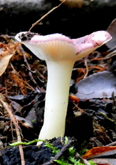 Russula roseopileata