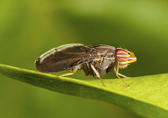 Cephaloconus cyprinus