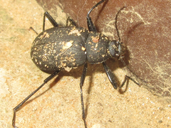 Plesiophthalmus davidis