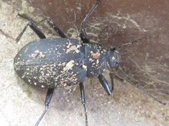 Plesiophthalmus davidis