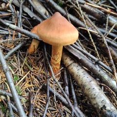 Cortinarius rubellus