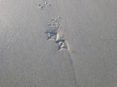 Larus argentatus smithsonianus