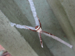 Argiope minuta