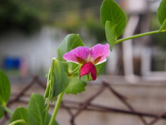 Pisum sativum sativum