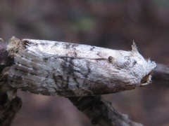 Bryophilina mollicula
