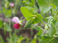 Pisum sativum sativum