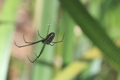 Leucauge granulata