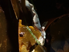 Paraclinus integripinnis