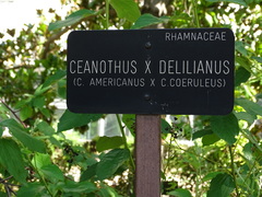 Ceanothus × delileanus