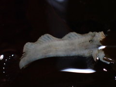 Paraclinus integripinnis