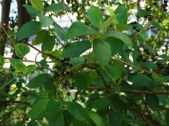Ceanothus × delileanus