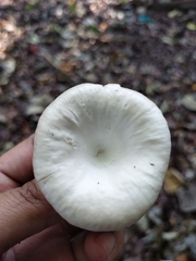 Lentinus sajor-caju