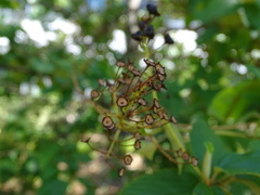 Ceanothus × delileanus