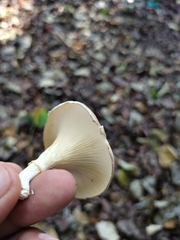 Lentinus sajor-caju