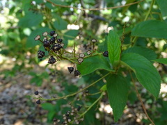 Ceanothus × delileanus