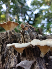 Lentinus sajor-caju