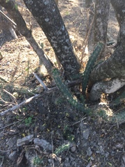 Echinocereus berlandieri