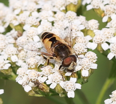 Eristalis arbustorum