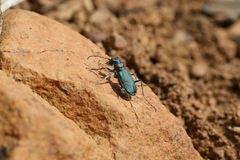 Cicindela purpurea