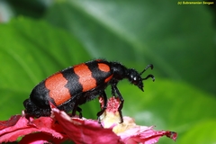 Hycleus biundulatus