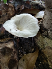 Lentinus sajor-caju