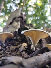 Lentinus sajor-caju