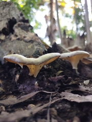 Lentinus sajor-caju