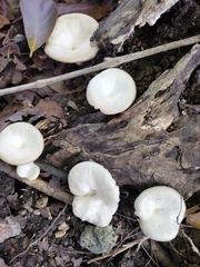 Lentinus sajor-caju