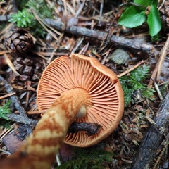 Cortinarius rubellus