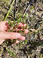 Euphrasia hyperborea