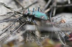 Cicindela purpurea