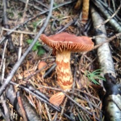 Cortinarius rubellus