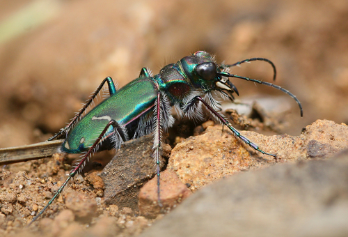 Purple Tiger Beetle