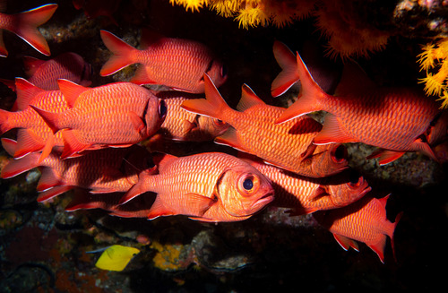 Big-eye soldierfish (Myripristis murdjan) — Holocentridae — 3
