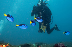 Paracanthurus hepatus